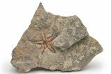 Ordovician Starfish (Petraster?) Fossil - Morocco #217073-1